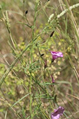 Liseron fausse mauve, Liseron fausse Guimauve Convolvulus althaeoides L., 1753