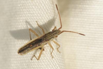  Myrmus miriformis (Fallén, 1807)
