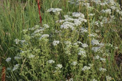  Origanum onites L., 1753