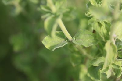  Origanum onites L., 1753