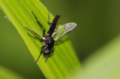 Bibion de S. Marc rouge Bibio hortulanus (Linnaeus, 1758)