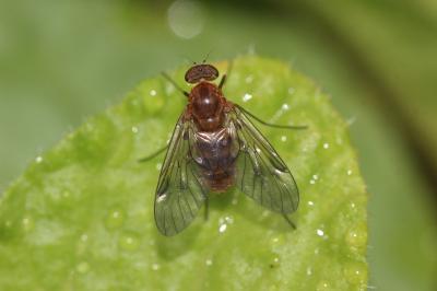  Chrysopilus laetus Zetterstedt, 1842