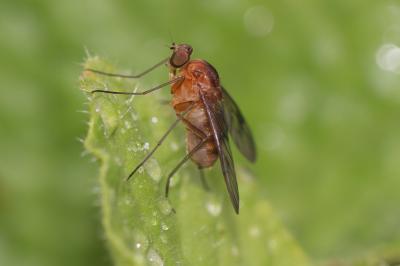  Chrysopilus laetus Zetterstedt, 1842