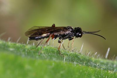  Emphytus melanarius (Klug, 1818)