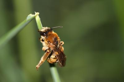 Eucère dorée Eucera chrysopyga Pérez, 1879