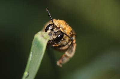 Eucère dorée Eucera chrysopyga Pérez, 1879