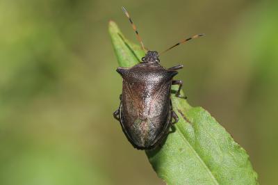 Asopine Picromerus nigridens (Fabricius, 1803)