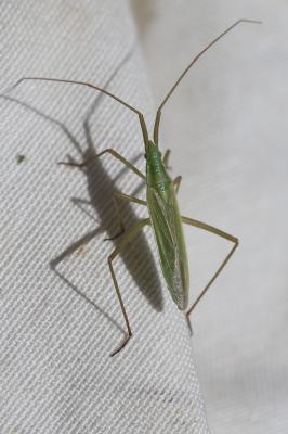 Punaise verte à antennes droites Megaloceroea recticornis (Geoffroy, 1785)