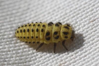 Coccinelle à vingt-deux points Psyllobora vigintiduopunctata (Linnaeus, 1758)