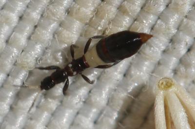  Thysanoptera Haliday, 1836