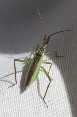  Stenodema holsata (Fabricius, 1787)
