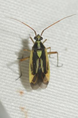  Stenotus binotatus (Fabricius, 1794)