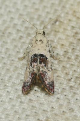  Cochylis posterana Zeller, 1847
