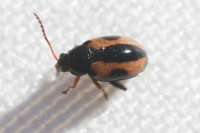  Phyllotreta ochripes (Curtis, 1837)