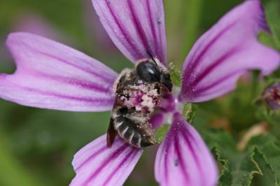  Hoplitis cristatula (van der Zanden, 1990)
