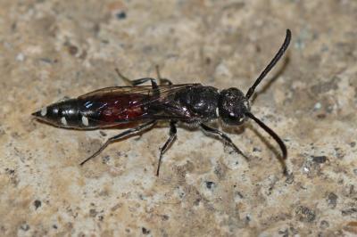  Sapyga quinquepunctata (Fabricius, 1781)
