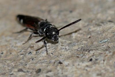  Sapyga quinquepunctata (Fabricius, 1781)