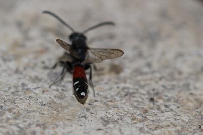  Sapyga quinquepunctata (Fabricius, 1781)