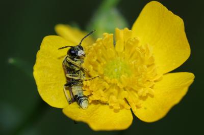  Paratenthredo frauenfeldii (Giraud, 1857)