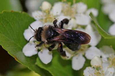  Andrena morio Brullé, 1832