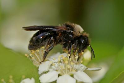  Andrena morio Brullé, 1832