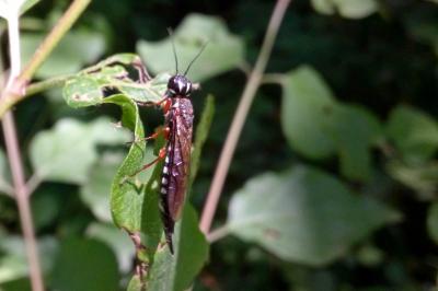  Xiphydria Latreille, 1803