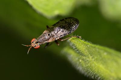  Euthycera alaris Vala, 1983