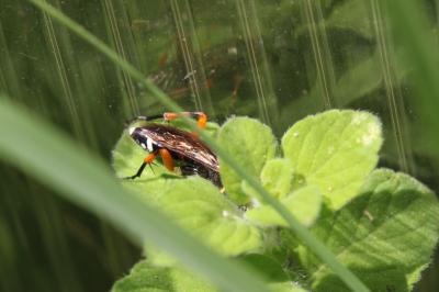  Macrophya diversipes (Schrank, 1782)