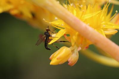  Empis nigritarsis Meigen, 1804