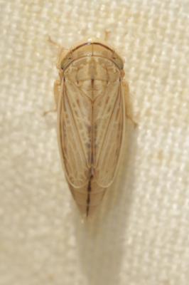  Athysanus argentarius Metcalf, 1955