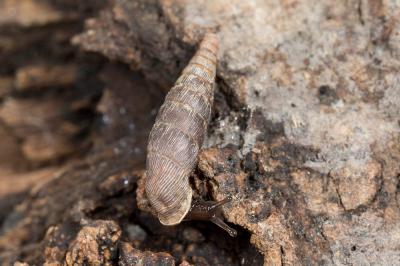Clausilie ridée Clausilia rugosa (Draparnaud, 1801)