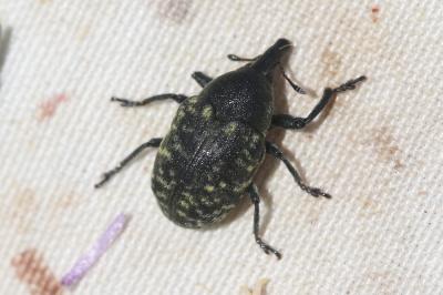 Larinus turbinatus Gyllenhal, 1835