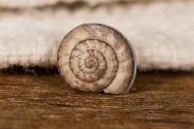 Grande caragouille Xerosecta cespitum (Draparnaud, 1801)