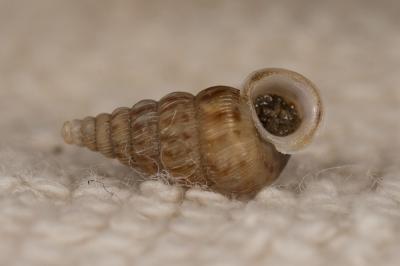 Cochlostome commun Cochlostoma septemspirale (Razoumowsky, 1789)