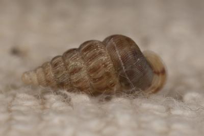 Cochlostome commun Cochlostoma septemspirale (Razoumowsky, 1789)
