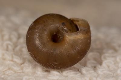 Veloutée commune Trochulus hispidus (Linnaeus, 1758)