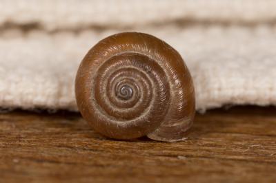 Veloutée commune Trochulus hispidus (Linnaeus, 1758)