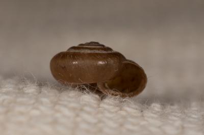 Veloutée commune Trochulus hispidus (Linnaeus, 1758)