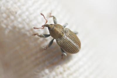  Tychius meliloti Stephens, 1831