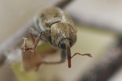  Tychius meliloti Stephens, 1831