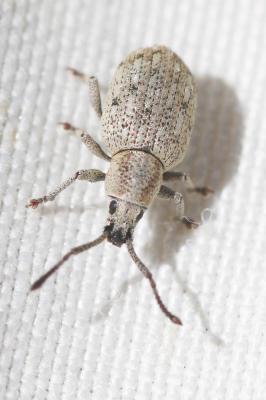  Pseudomeira prolixa (Kiesenwetter, 1852)