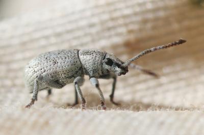  Pseudomeira prolixa (Kiesenwetter, 1852)