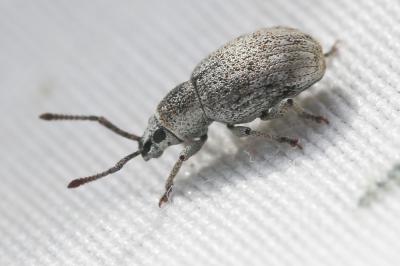  Pseudomeira prolixa (Kiesenwetter, 1852)