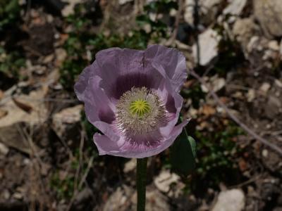 Pavot somnifère, Pavot officinal Papaver somniferum L., 1753
