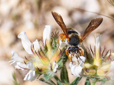  Rhodanthidium sticticum (Fabricius, 1787)