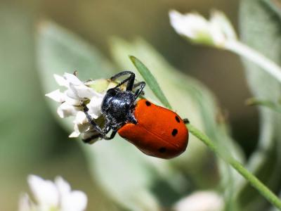  Lachnaia tristigma (Lacordaire, 1848)