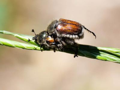  Anisoplia villosa (Goeze, 1777)