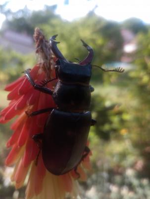 Lucane Cerf-volant Lucanus cervus cervus (Linnaeus, 1758)