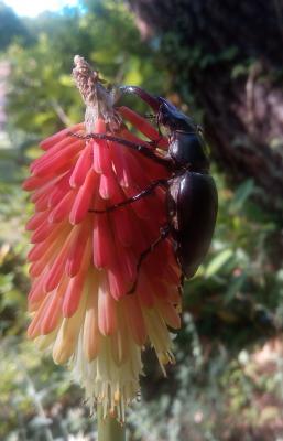 Lucane Cerf-volant Lucanus cervus cervus (Linnaeus, 1758)