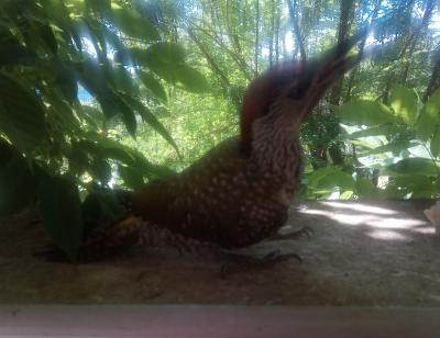 Pic vert, Pivert Picus viridis Linnaeus, 1758